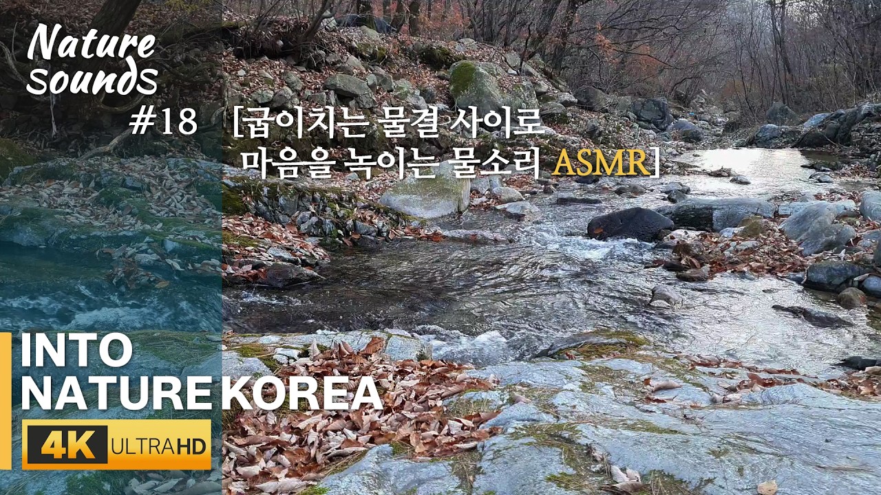 Лес в сумерках, шум воды среди опавших листьев #18┃Природа┃ASMR 3 Hours