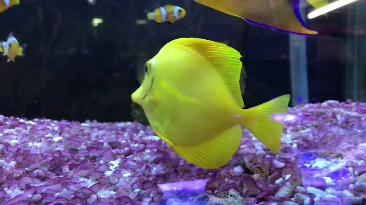魚宮海水部🐟黃三角11cm❤️已衝顆