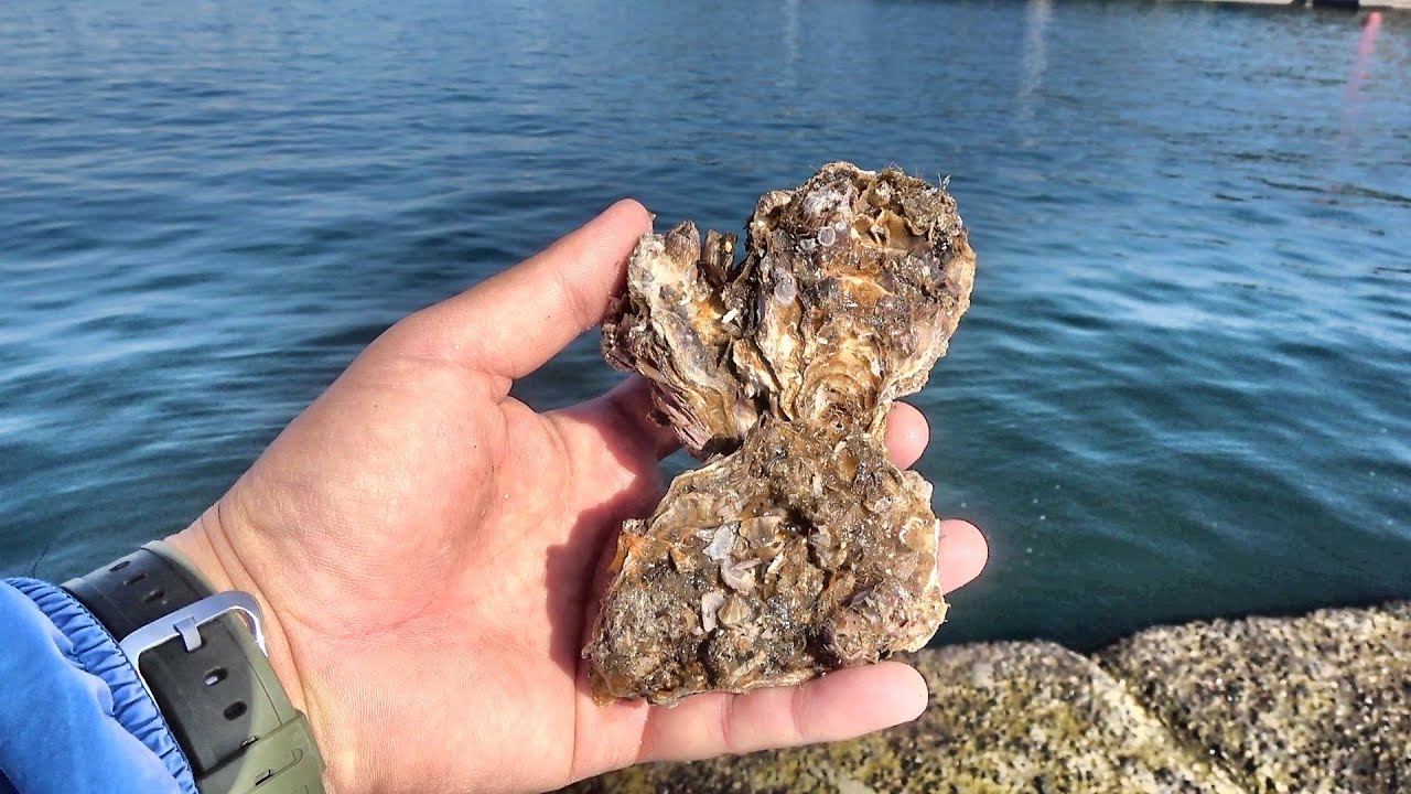 この餌を使って高級魚が何匹釣れるか試してみたら…