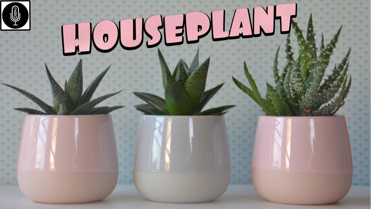2BG Potcast Friday Night Smoke Sesh - Season 3 - Houseplant