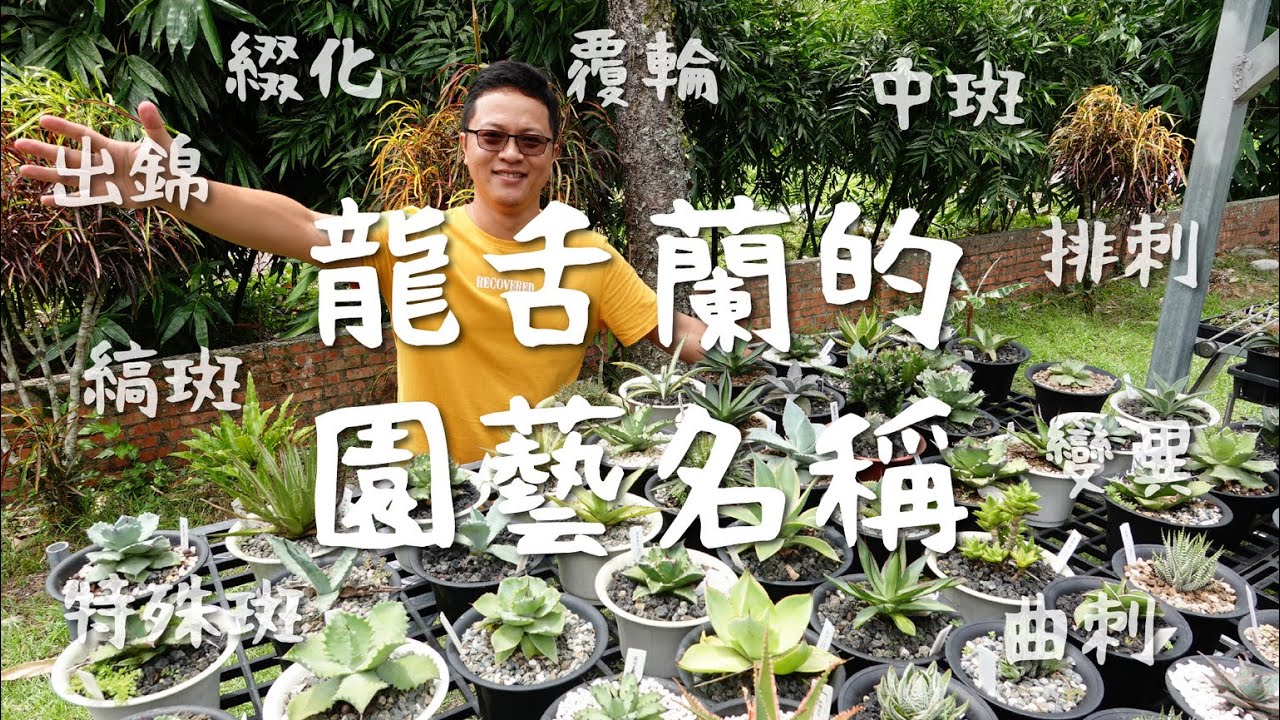 AGAVE系列｜龍舌蘭的園藝名稱