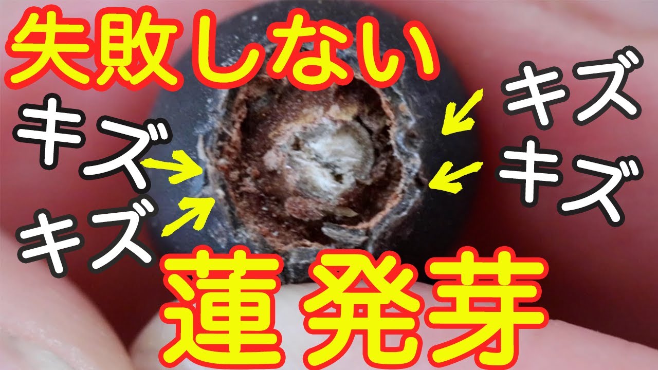 最新版！蓮の種  楽ちん発芽方法