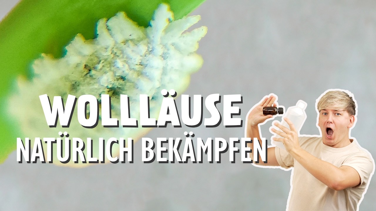 Die NATÜRLICHE Geheimwaffe gegen Wollläuse ❌ (Schmierläuse)