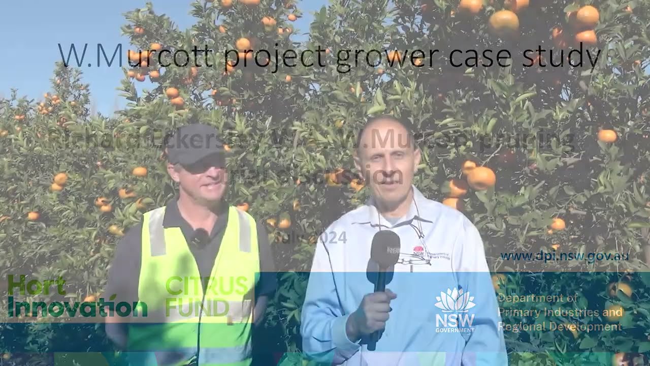 Richard Eckersley describes how he prunes his W.Murcott mandarins