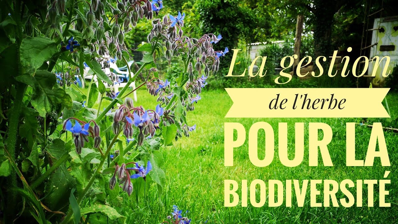 Avenir Permaculture - La gestion de l'herbe pour la biodiversité