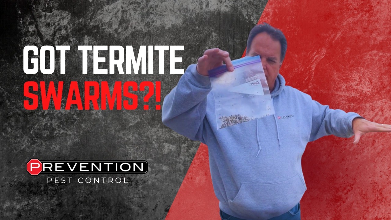 Got Termite SWARMS?! Here&rsquo;s How to Tell (Before It&rsquo;s Too Late)