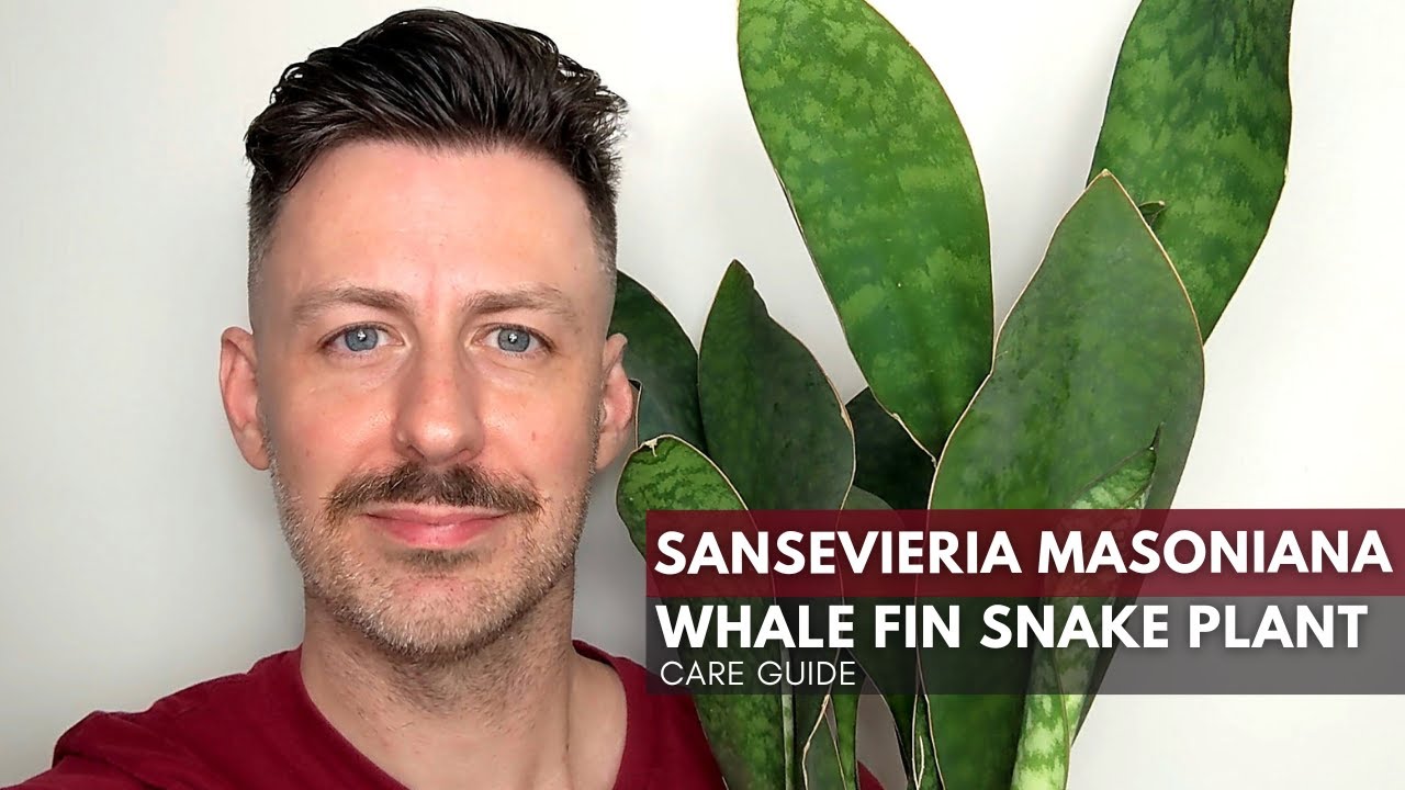 Сансевиерия Масонья (Sansevieria masoniana) – руководство по уходу и советы по выращиванию