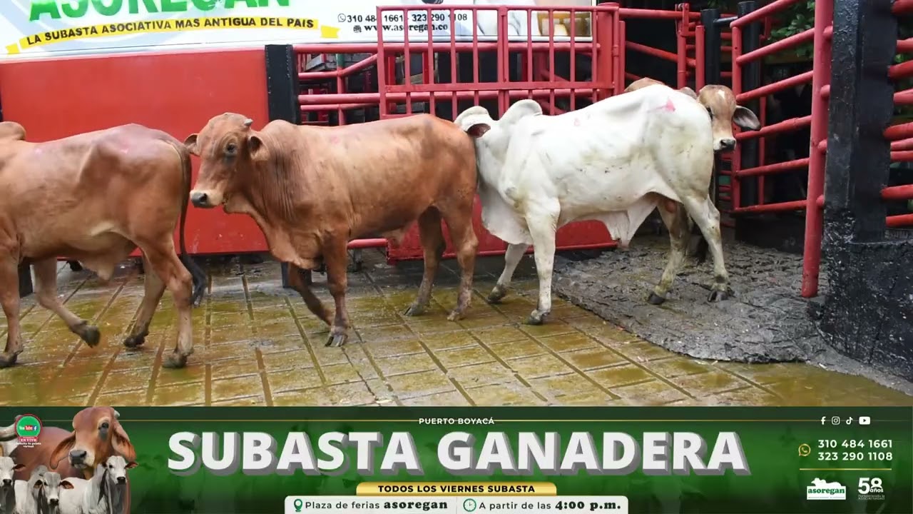 Lote 67 Subasta 6 de Febrero de 2026