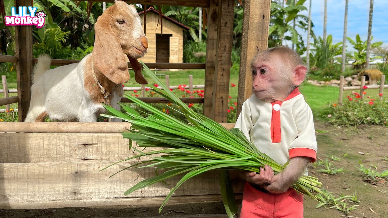 Monkey Lily obediently helps Dad take care of goat  Bebe  and the ducklings