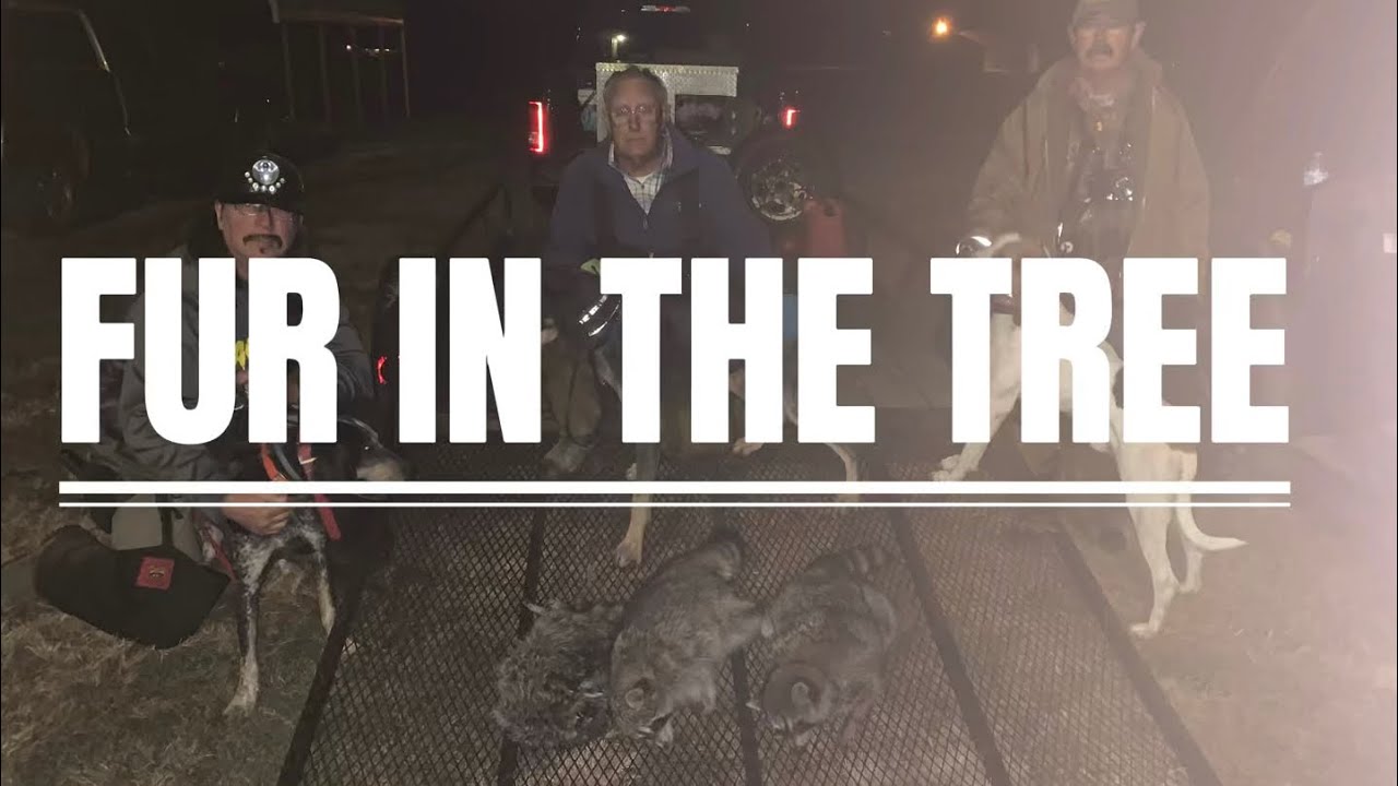 Fur In The Tree (lyric video)