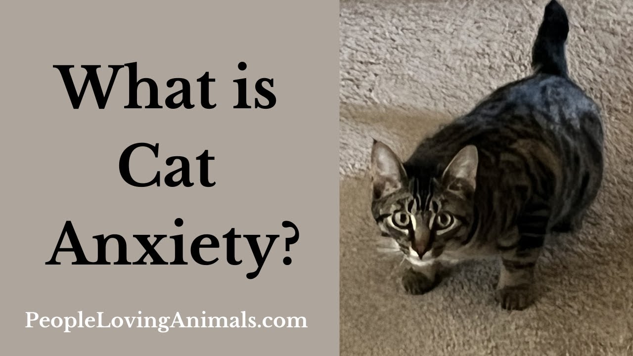 What is Cat Anxiety?  | Symptoms, Causes and Treatment | Cat Anxiety Relief #catanxiety