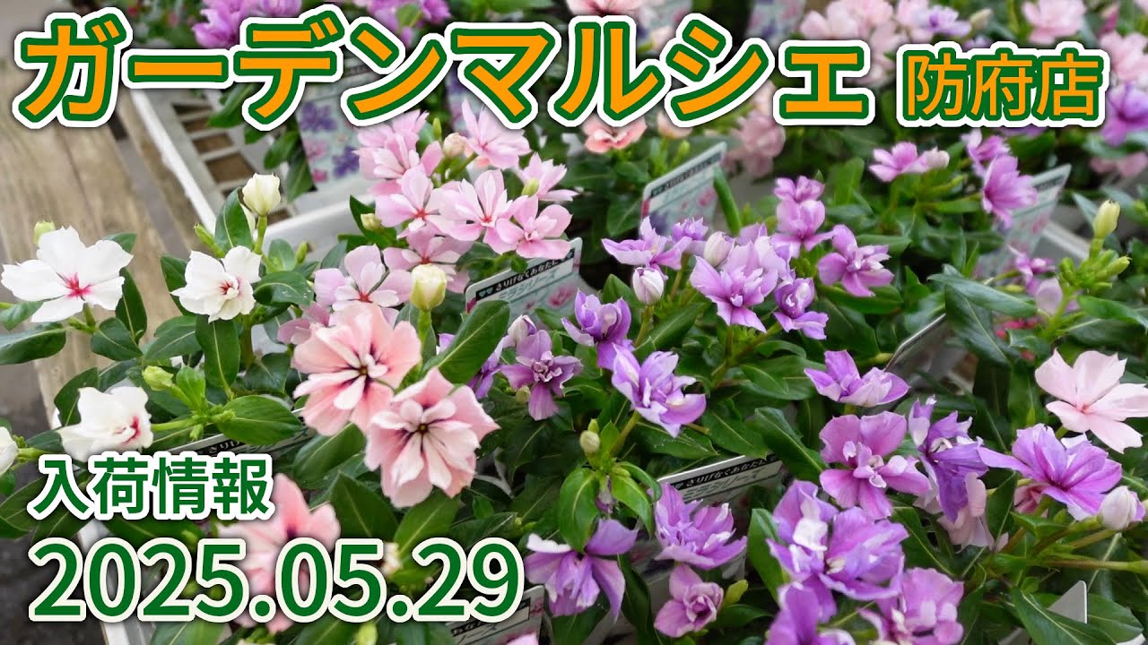 2025年5月29日 ガーデンマルシェ防府店 今週の入荷情報