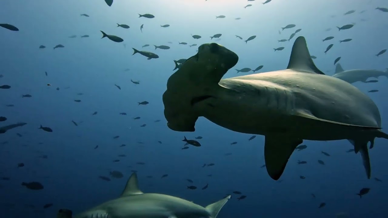 Galapagos Liveaboard Tiburon Explorer April 2022