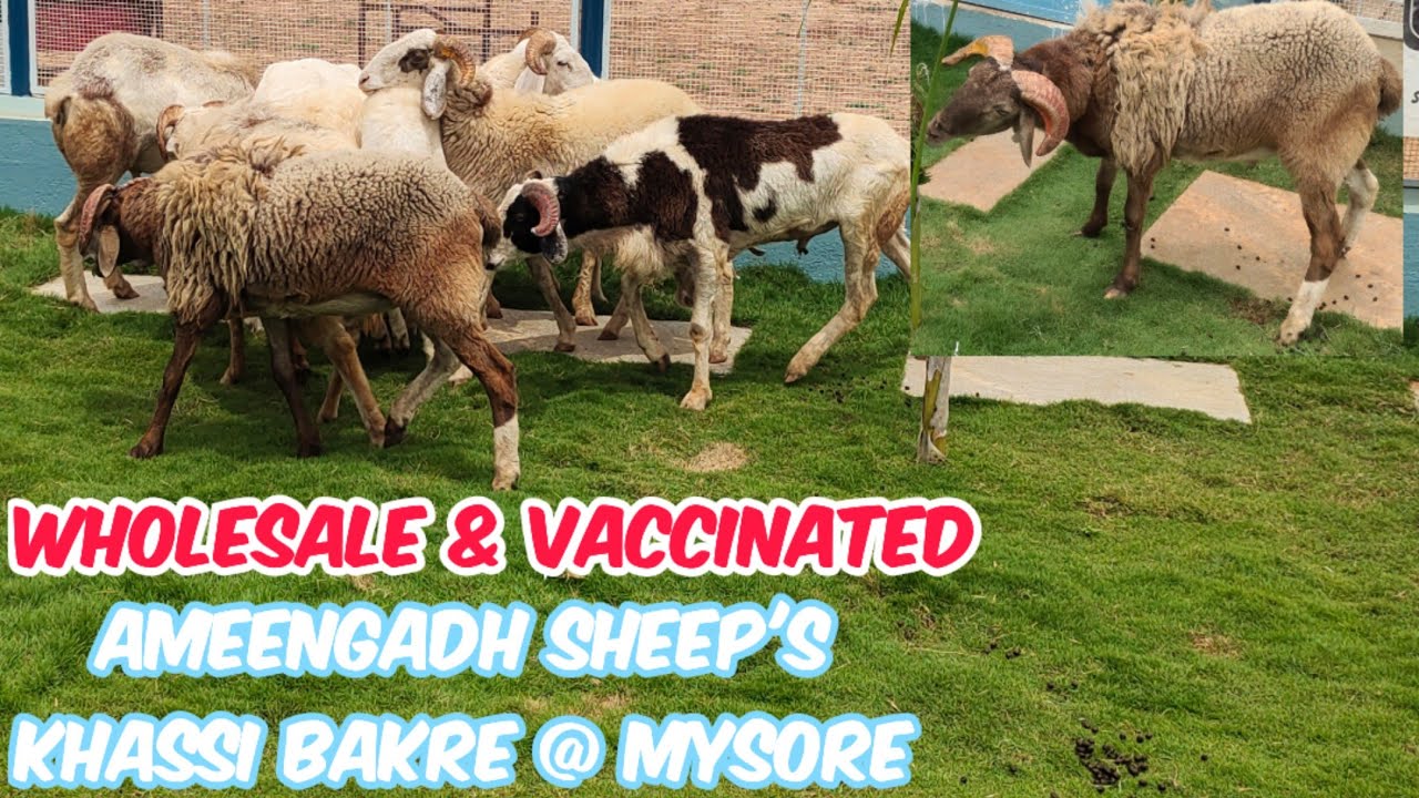 ameengadh sheep's available in Mysore scientific sheep & goat farm | paalne wale khassi bakre Mysore