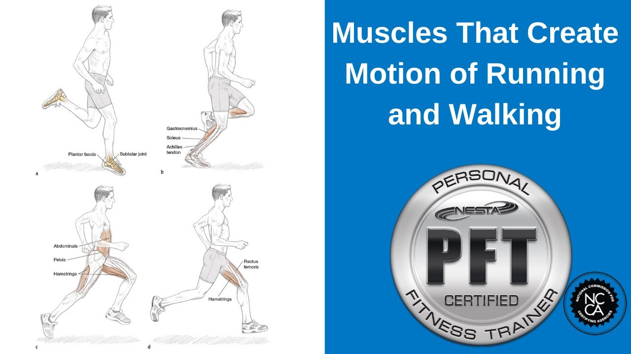 Muscles That Create Motion of Running and Walking