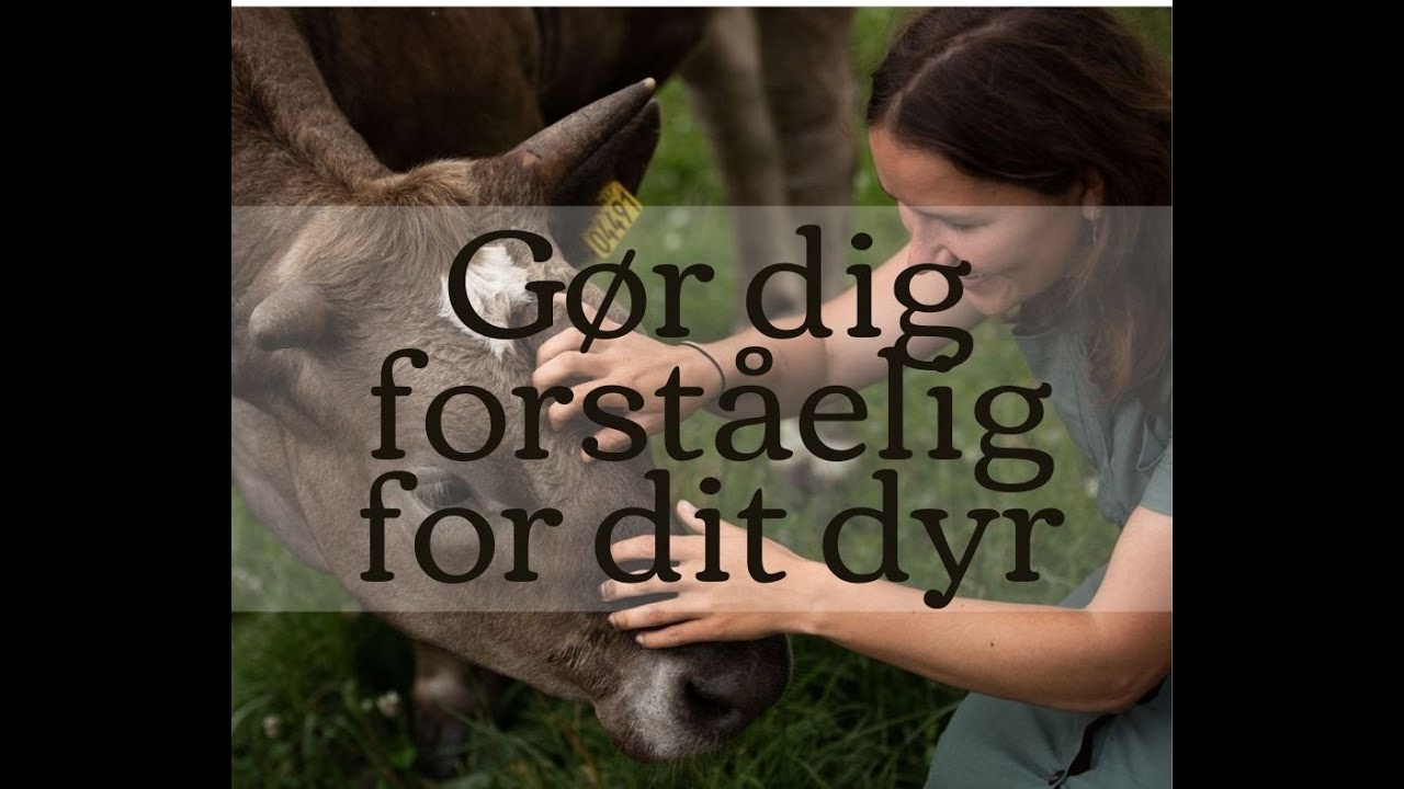 Vlog: Gør dig forståelig for dit dyr