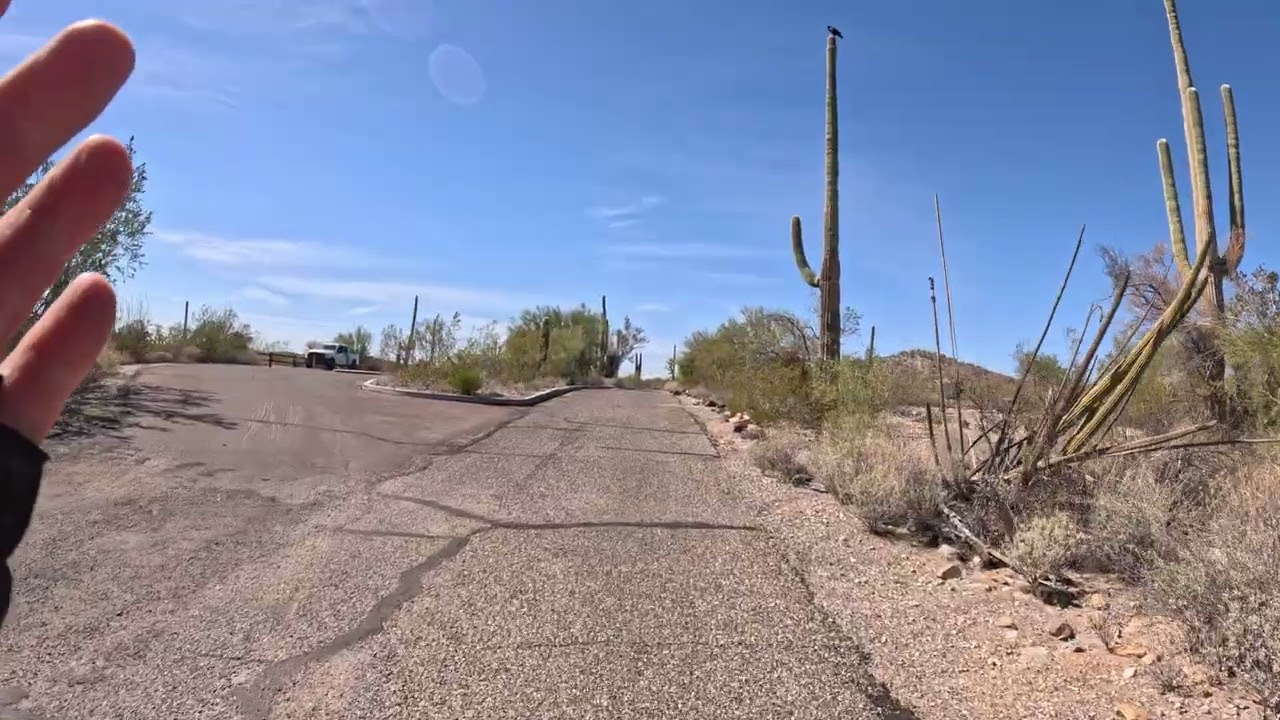 2nd organ pipe. Palo Verde!!!