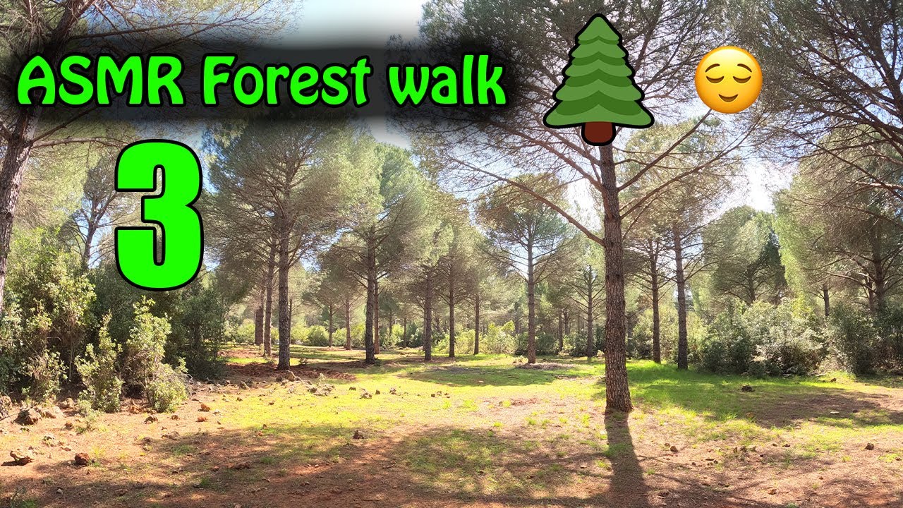 Virtual Forest Walk - ASMR Walking in the Woods 🌲😌