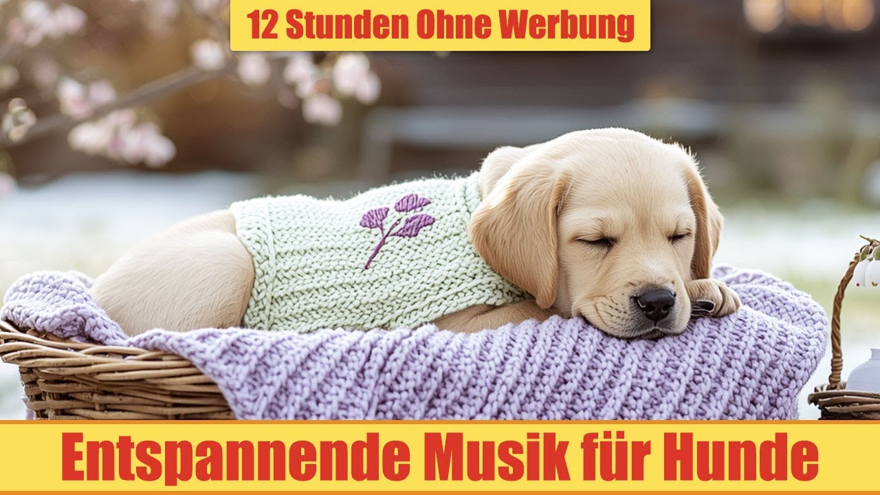 Schlafmusik für Hunde - 12 Stunden Ohne Werbung | Musik für Baby Hunde_vol.33
