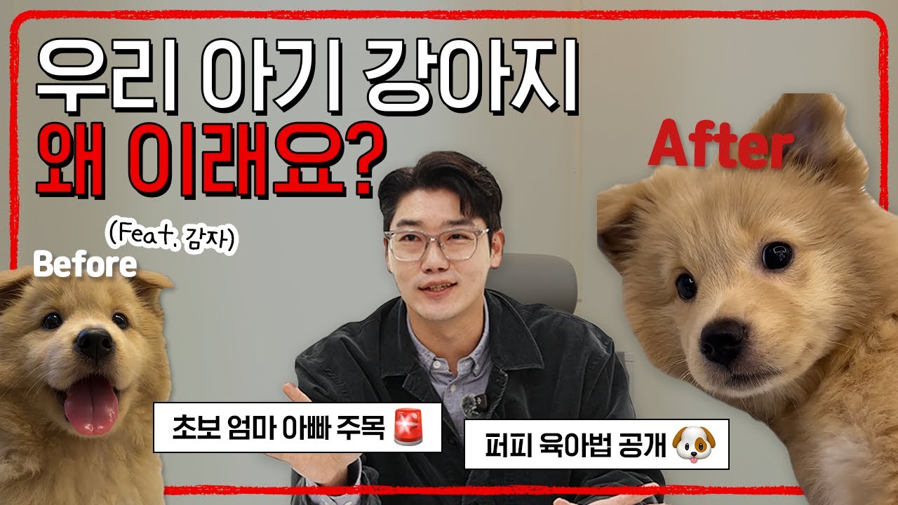 새끼 강아지의 '결정적 시기', 놓치면 평생 후회한다구요?😥 | 설채현 행동학 수의사