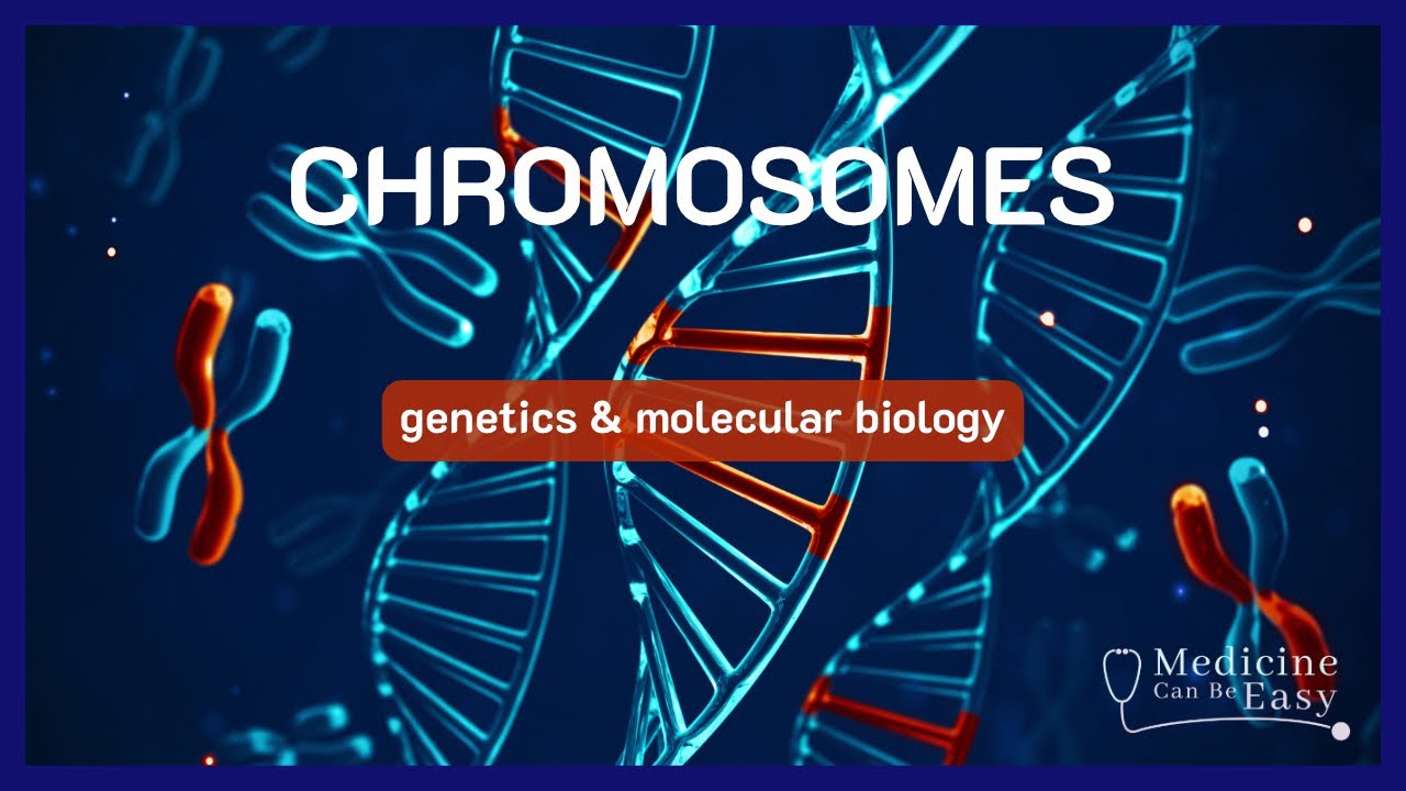Chromosomes 1 (function, structure, types) (+ NOTES)