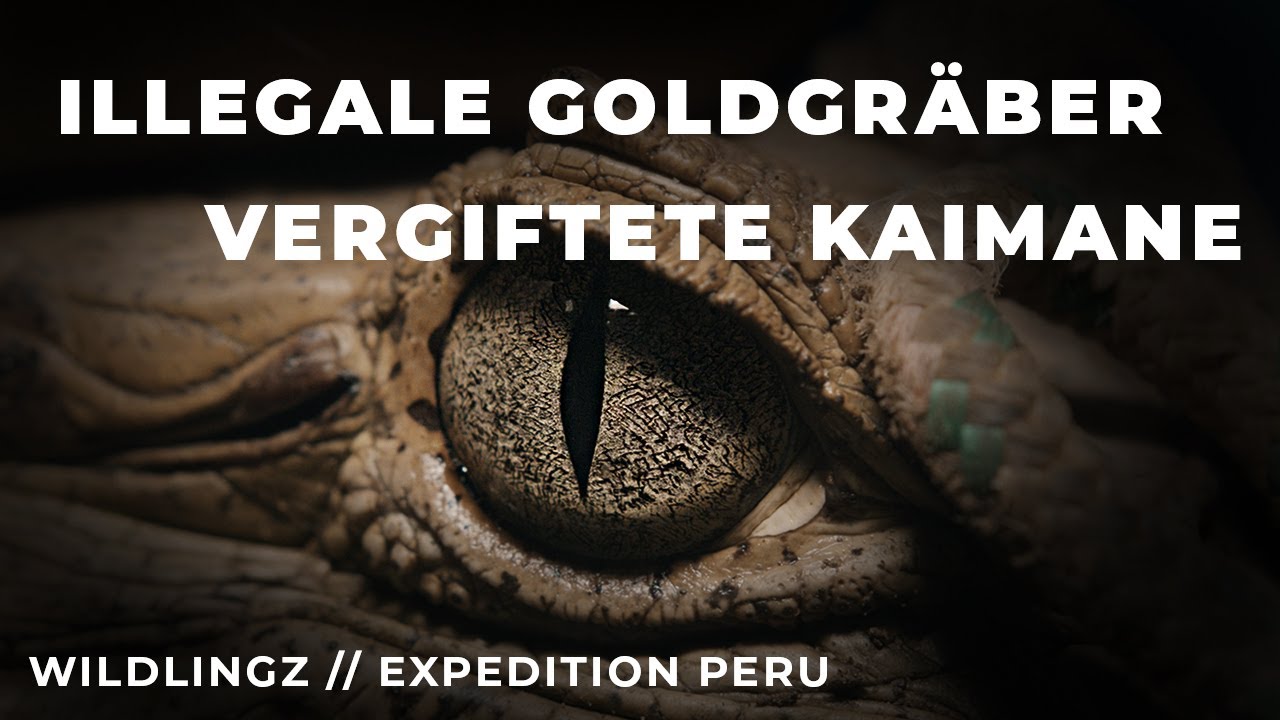 Illegale Goldgräber und vergiftete Kaimane | Expedition Peru | WILDLINGZ