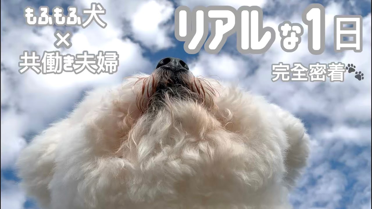1日密着｜共働き夫婦の“犬と暮らす朝から夜まで”【ビションフリーゼ】