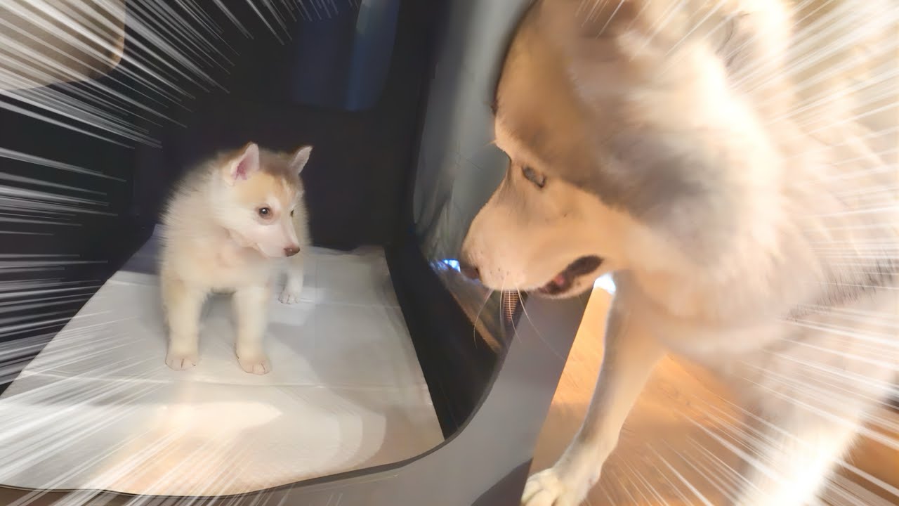 【お迎え初日】赤ちゃんハスキーと対面し、衝撃を受ける先住犬がこちらです・・・笑