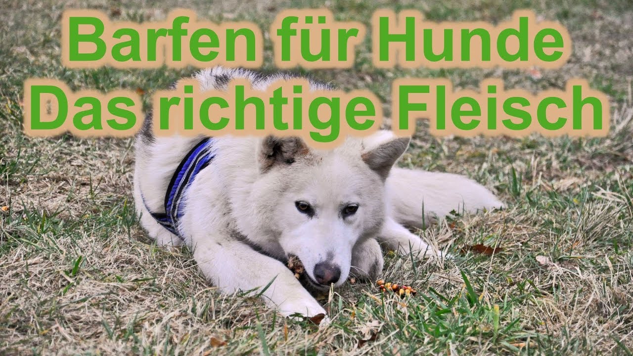 Barfen für Hunde - Das richtige Barf - Fleisch / Hundefutter / Graf Barf / Nature Trails