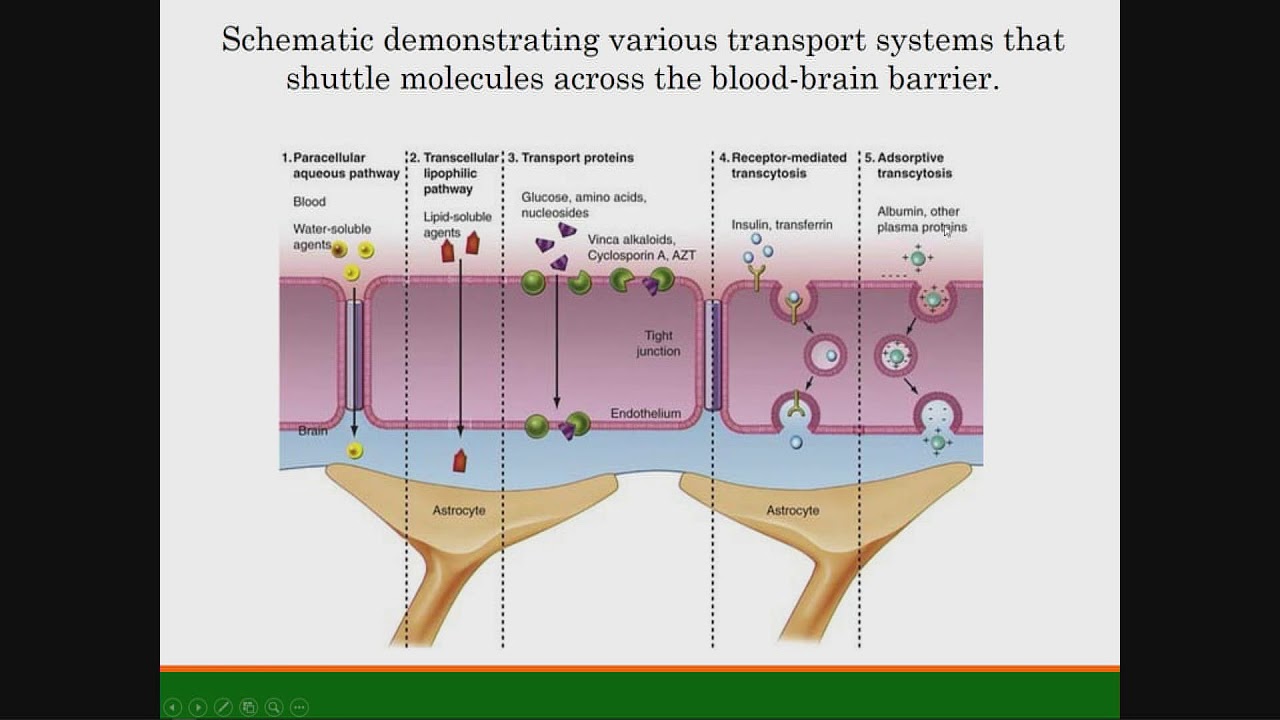 Non-toxic Carbon & Carbon Nitride Dots as Bio-imaging Agent & Nanocarrier...