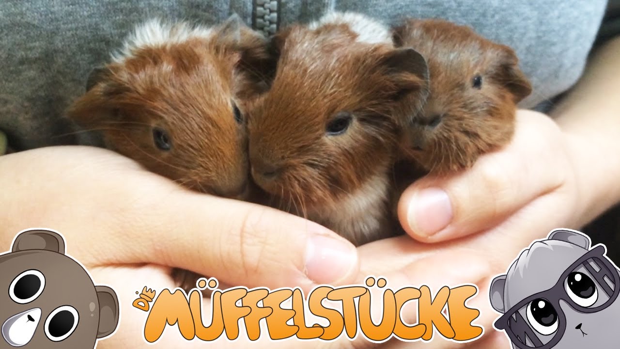 Baby und Perücken Meerschweinchen | Die Müffelstücke