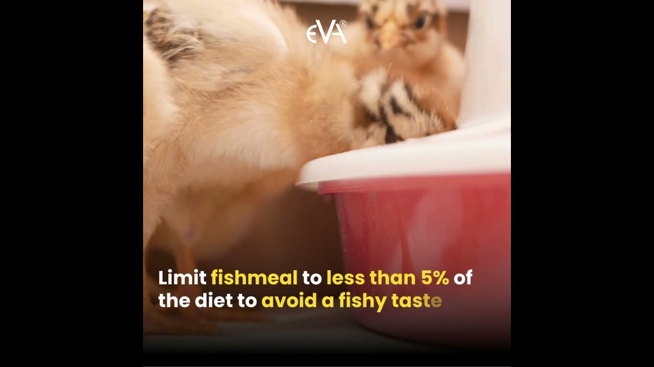 Poultry Tip By Eva Group | Poultry Feed | #poultryfarming  #poultrymanagement