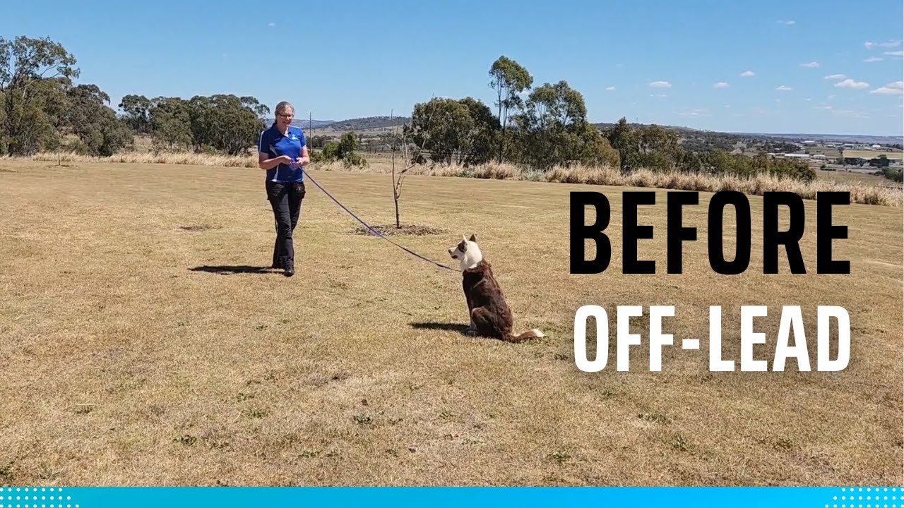Your Sit-Stay Fails at Distance Because You Skip This Step