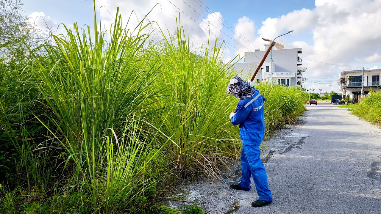 The Nemesis of Giant Grass has Arrived, The Abandoned Sidewalk has Been Given a New Coat