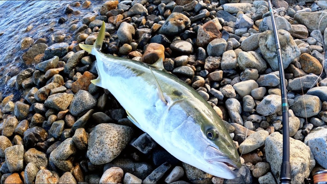 captain magic mike catching kingfish in coromandel moonbooted up,broken foot😎