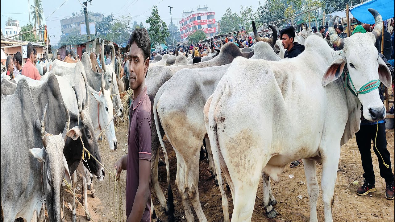 2024 সালের শুরুতেই,আবারো কানায় কানায় ভরে গেল ইন্ডিয়ান বলদ গরুই,পাঁচবিবি গরু মহিষের হাটে