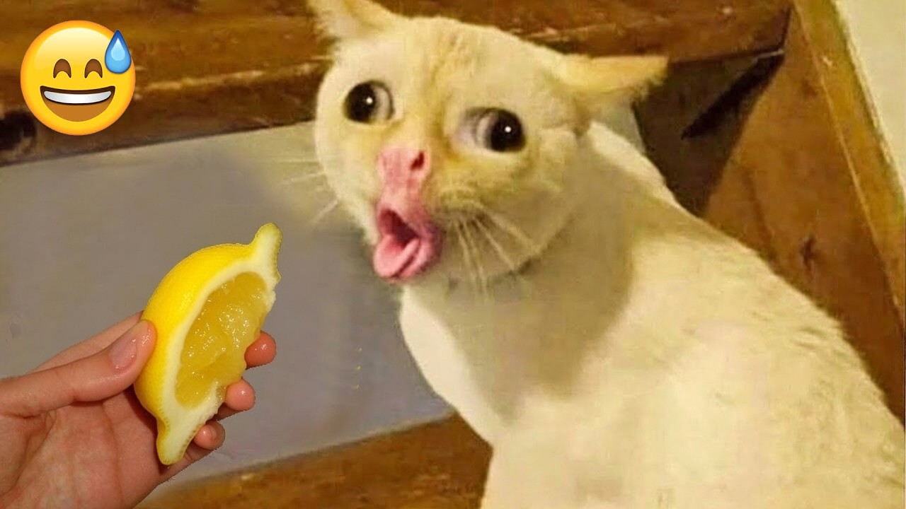 Funniest Cats and Dogs Clips 2026🐱🦮Try Not To Laugh🎈