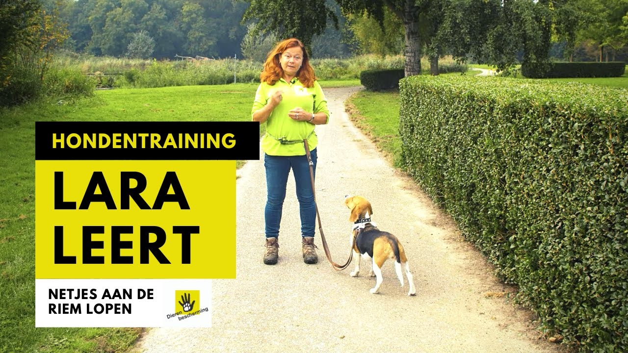 Hond Lara leert netjes aan de riem lopen │ Lara Leert &ndash; Seizoen 2, Les 4