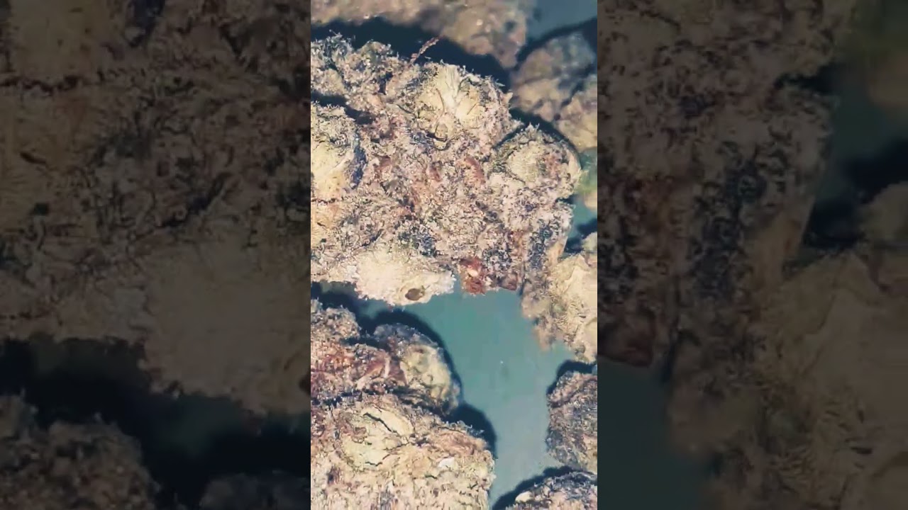 Blocberrtris a no go from cbd hemp direct