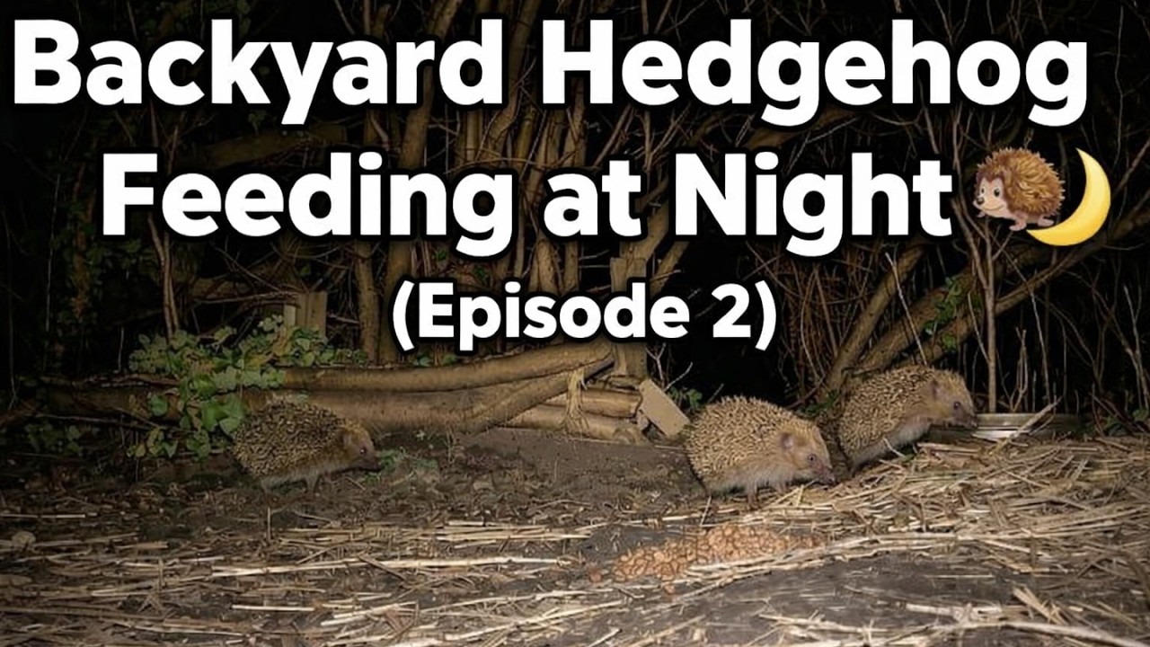 Backyard Hedgehog Feeding at Night 🦔🌙 | Caught on Night Vision (Episode 2)