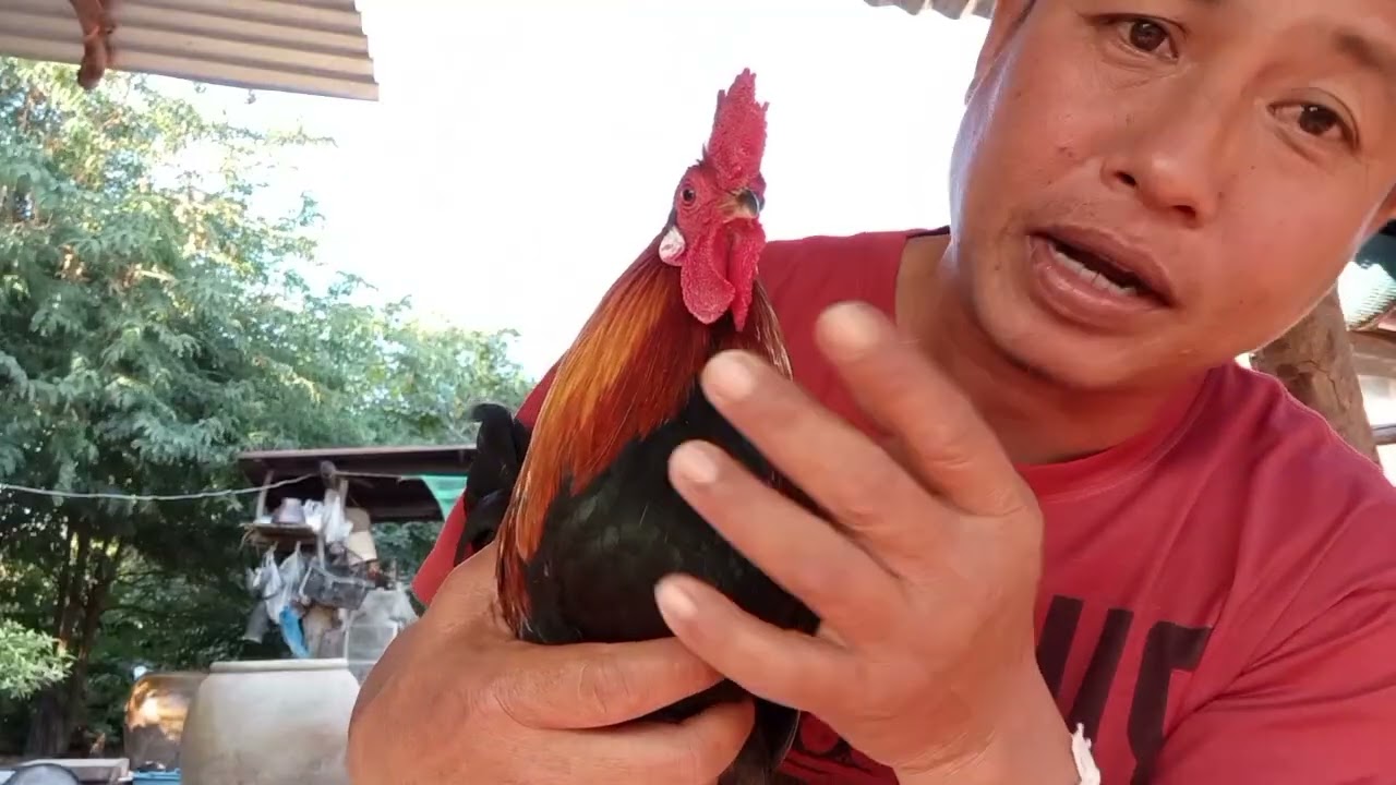 ไก่ต่อไซส์ 6 ขีดพร้อมเสียงขันลักษณะไก่ตั้ง/จ่อยคนตีผึ้ง