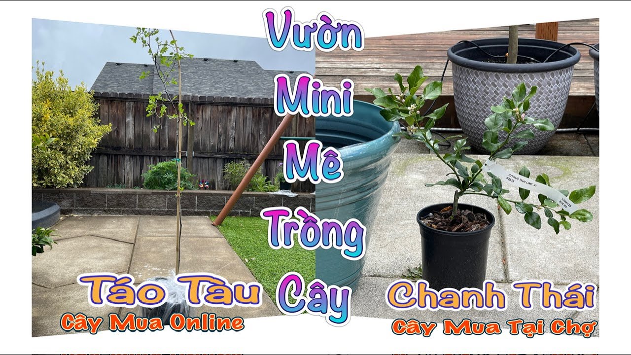 Vườn Mini Mê Trồng Cây -Trồng Cây Táo Tàu & Chanh Thái Xứ Lạnh -Backyard Planting-Vlog 226