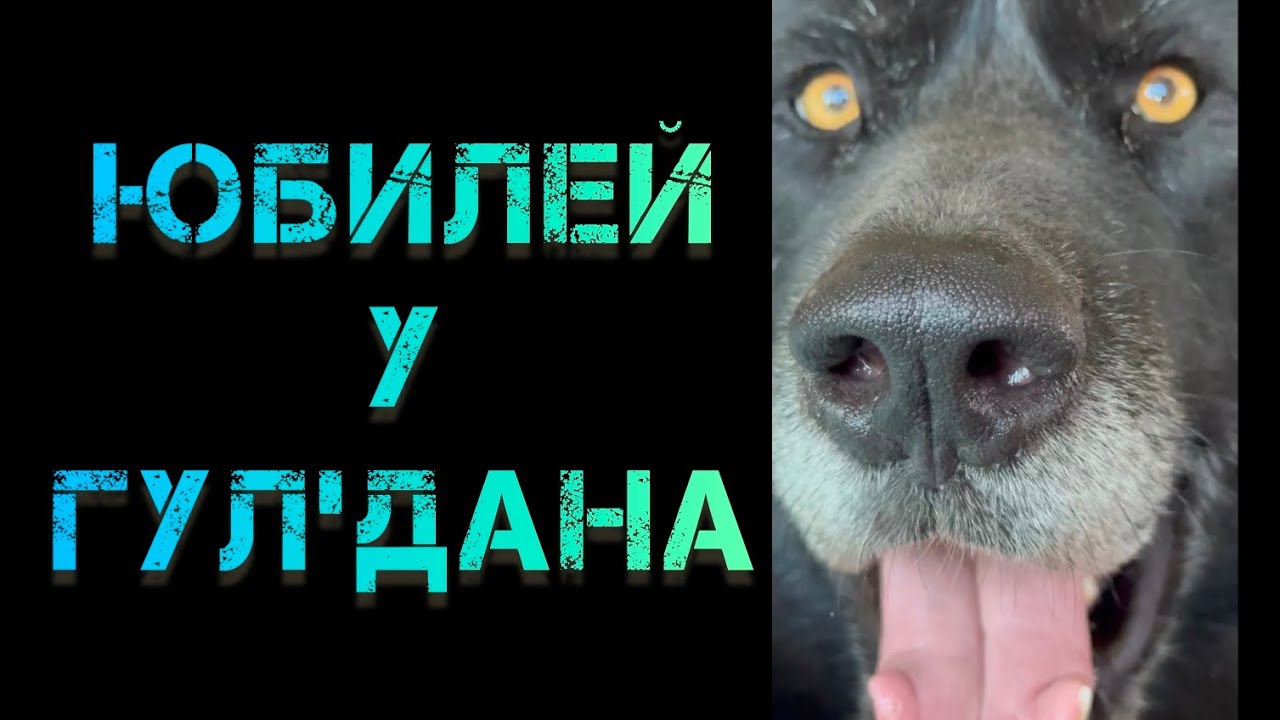 День рождения волкособа Гул'дана. Юбилей, 5 лет 🎉🥳🎁