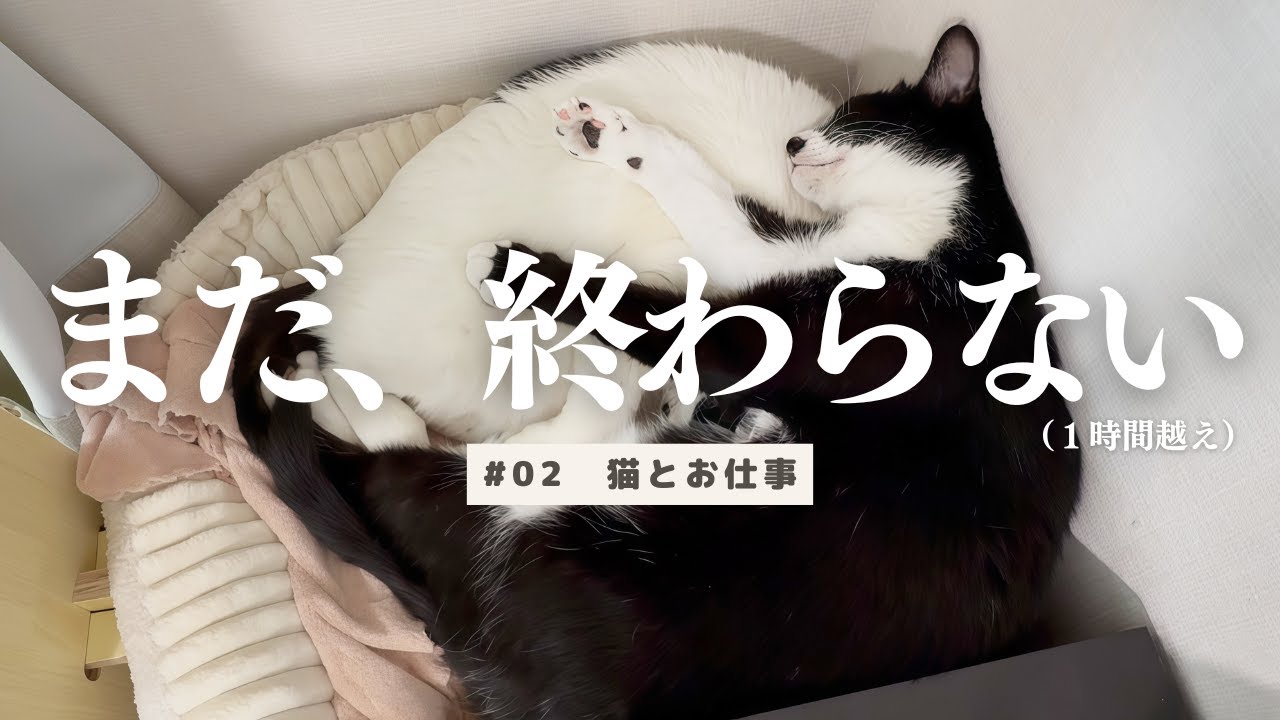【猫とお仕事】どちらかが逃げたら即終了｜仕事音ASMR #02