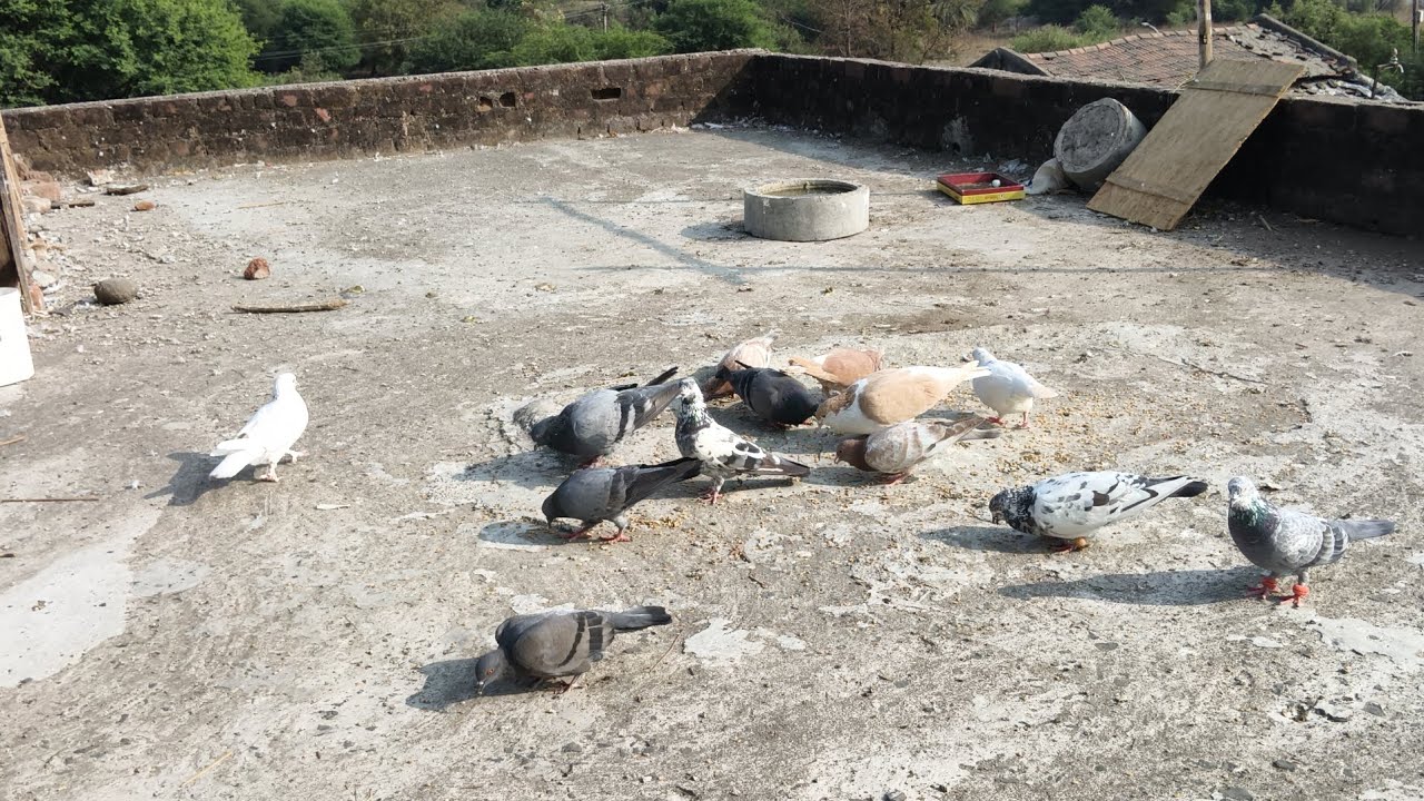 New volg 🫂 #kabutarlover #kabutar #maari #vlog #pigeon #birds #200k 