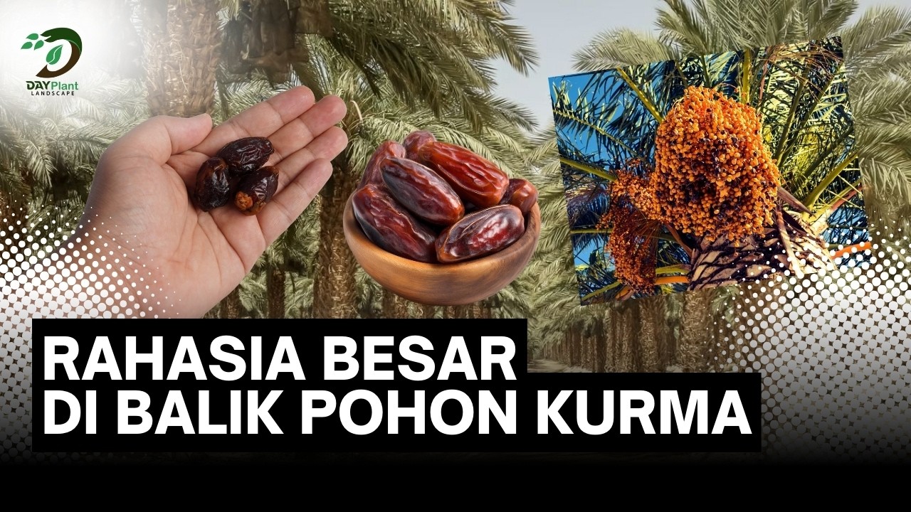 Makna Kurma dalam Islam dan Ramadan