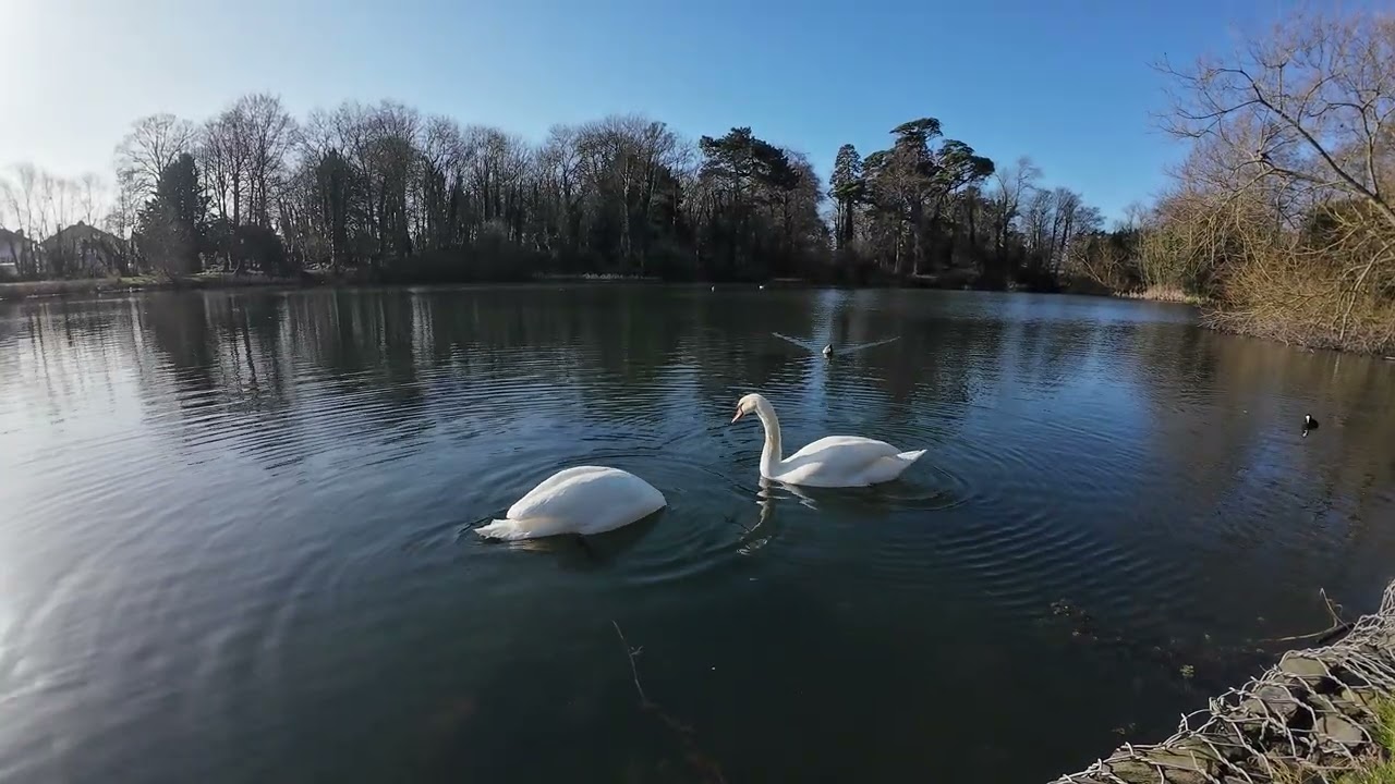 Morning Sunshine ☀️ 🐦‍⬛🦆🦢