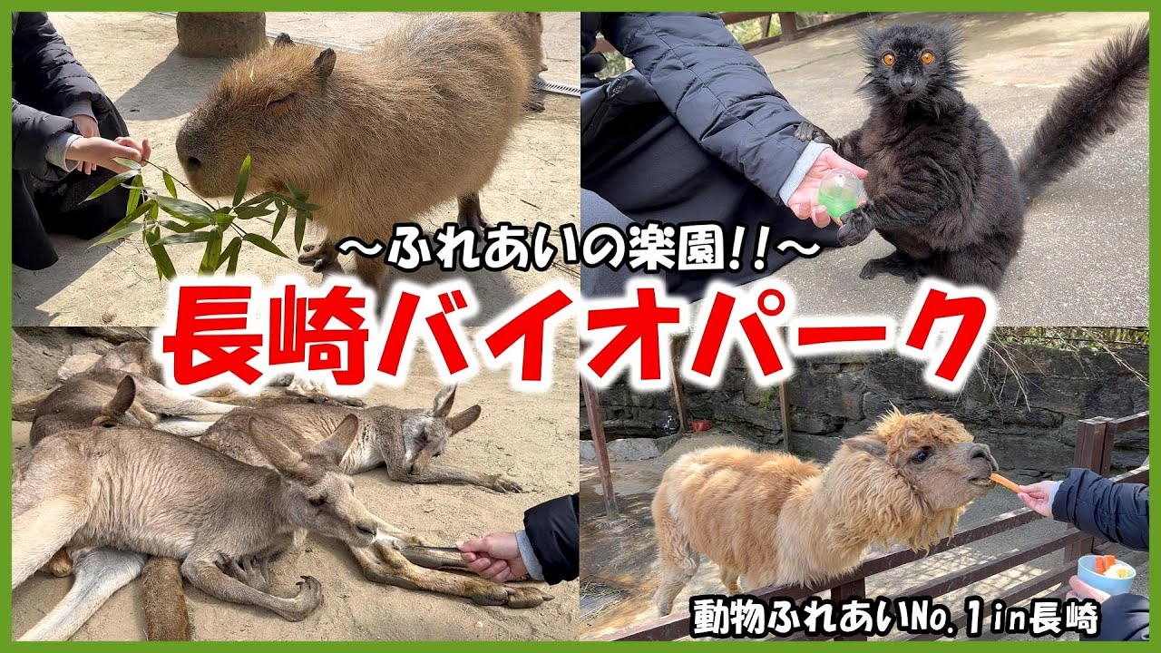 【長崎バイオパーク】動物ふれあいNo 1in長崎～ふれあい好きなら一度は行くべき‼～