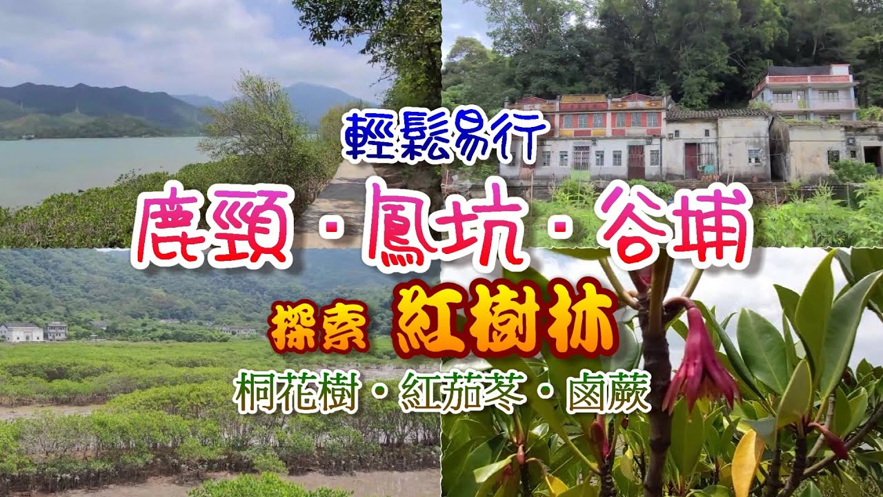 [輕輕鬆鬆，綠野遊蹤] 吊燈籠徑 | 鹿頸 鳳坑 谷埔 | 紅樹林 : 桐花樹 紅茄苳 鹵蕨 Tiu Tang Lung Path : Luk Keng - Fung Hang - Kuk Po