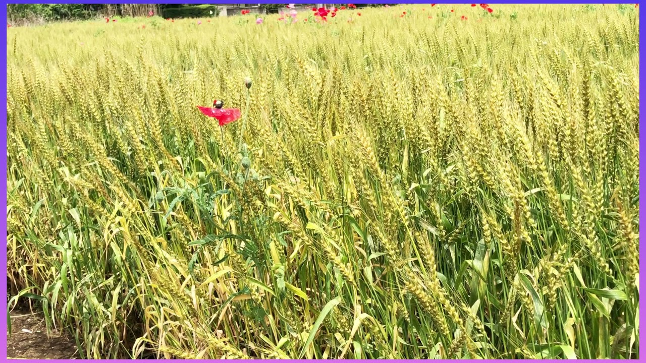 #Flowers#Wheat rice in Japan